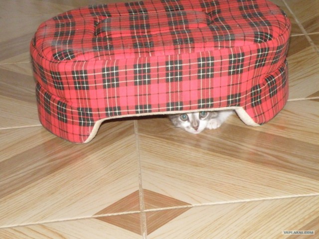 Котовторник 1.11.11