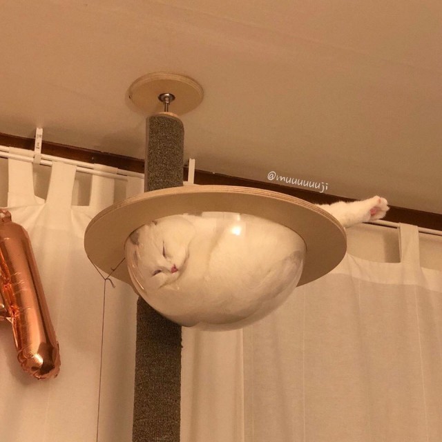 Прикольных котов пост