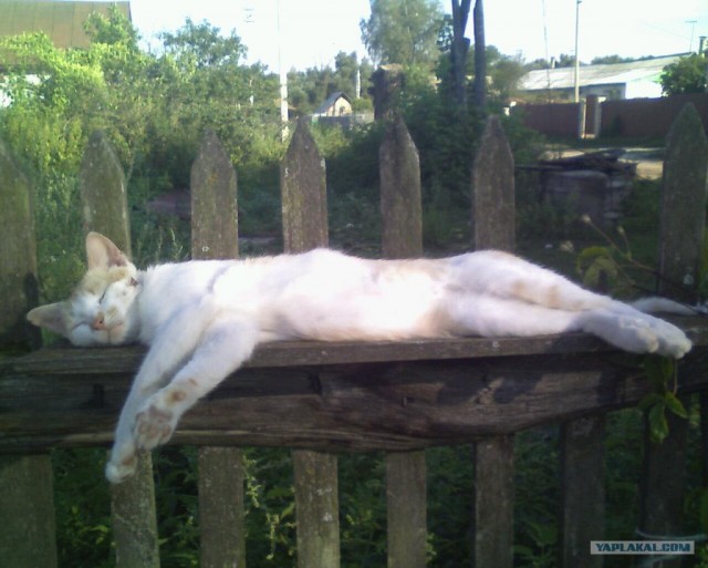 Котовторник (28.02.2012)