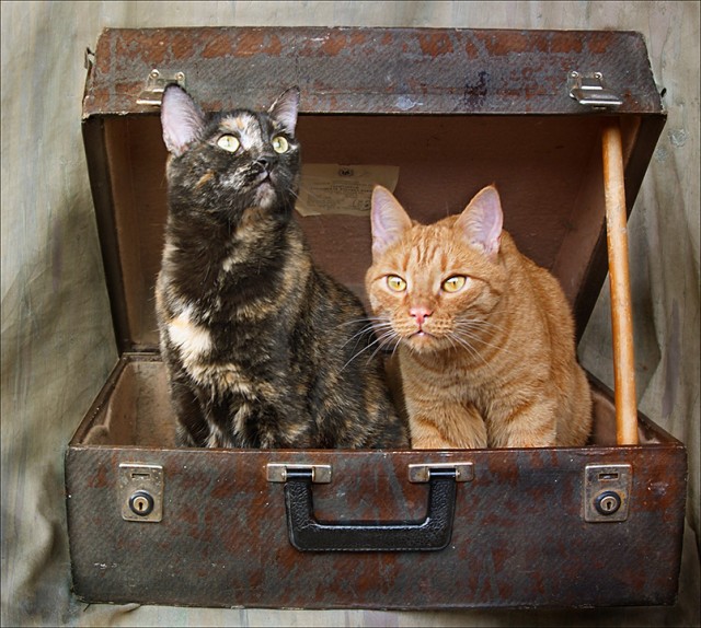 Котовторник 24.04.2012