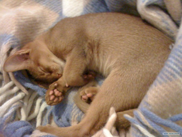 Котовторник (15.05.2012)