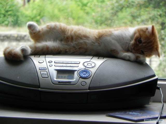 Котовторник  19.06.2012