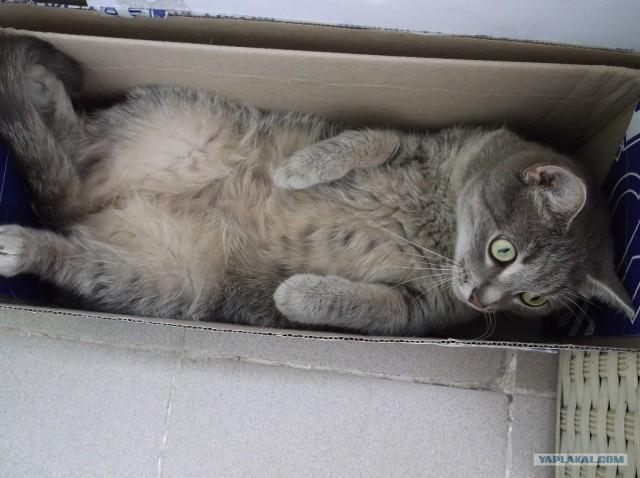 Котовторник 03 07 2012