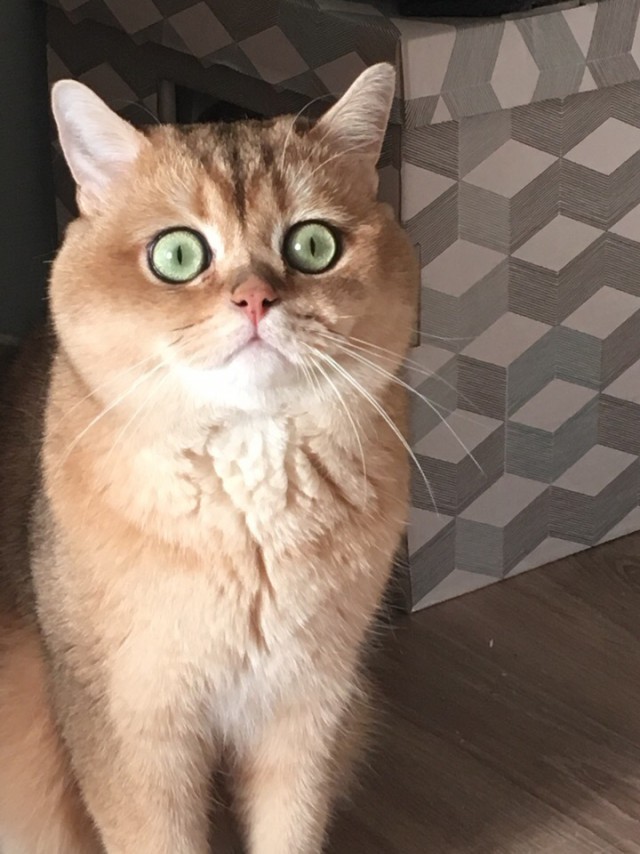 Забавные фото котеек