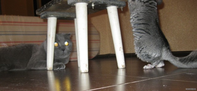 Котовторник ( 23.10. 2012. )