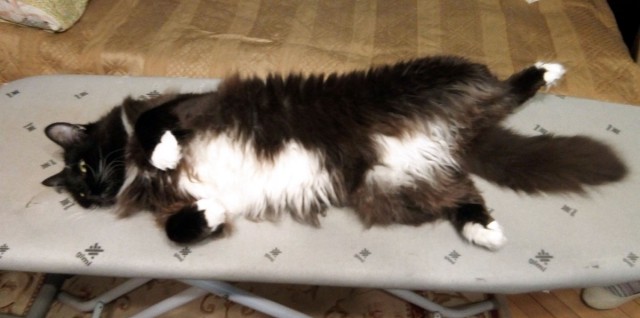 05.03.19 Котовторник же