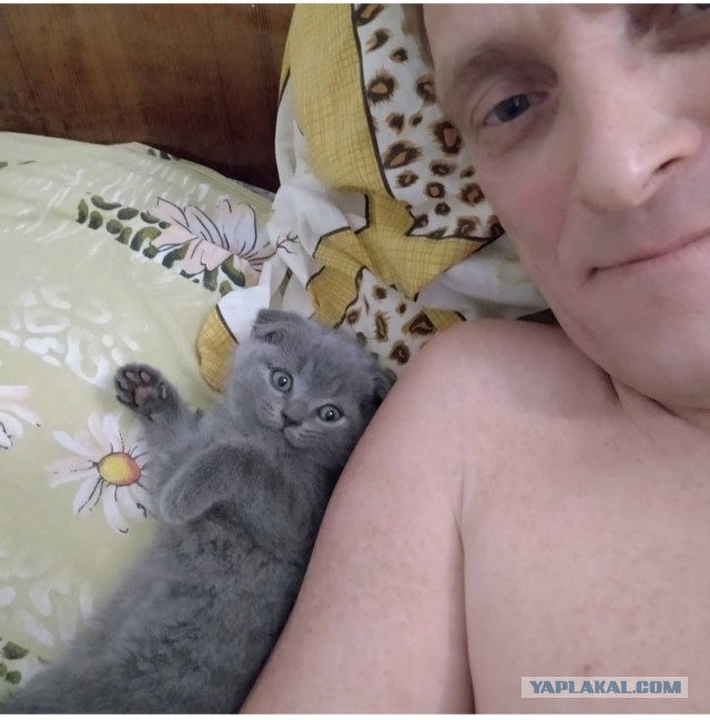 Кошки, которые заснули в самых невообразимых позах