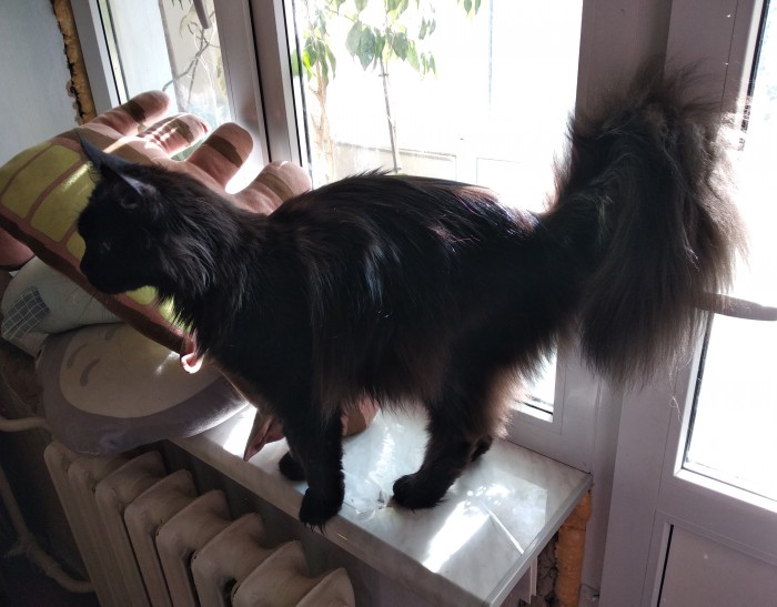 Котовторник 18.06.2019