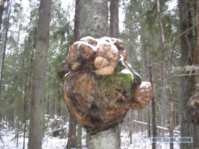 Грибной пост