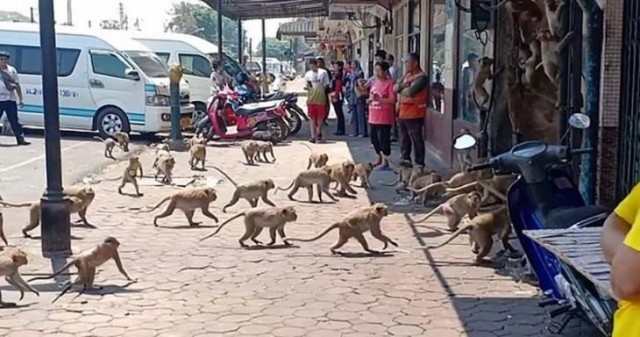 Оголодавшие голуби в Испании атакуют людей