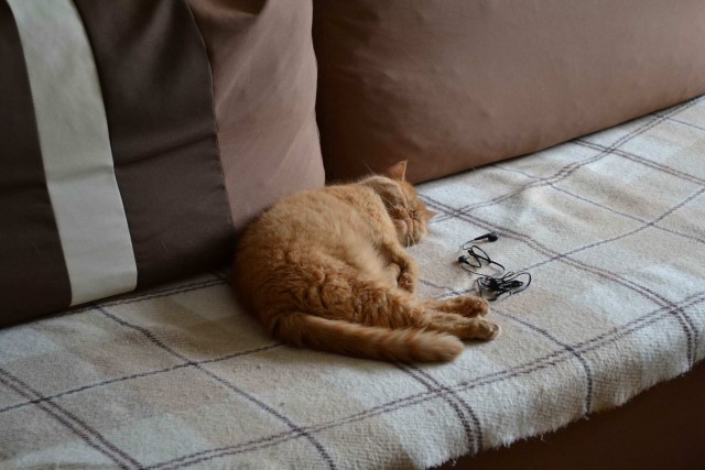 85 сантиметров кота