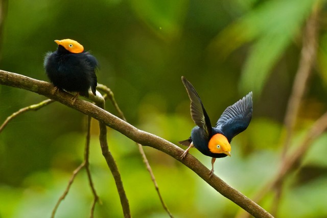 12 необычных птичек, которые точно привлекут ваше внимание