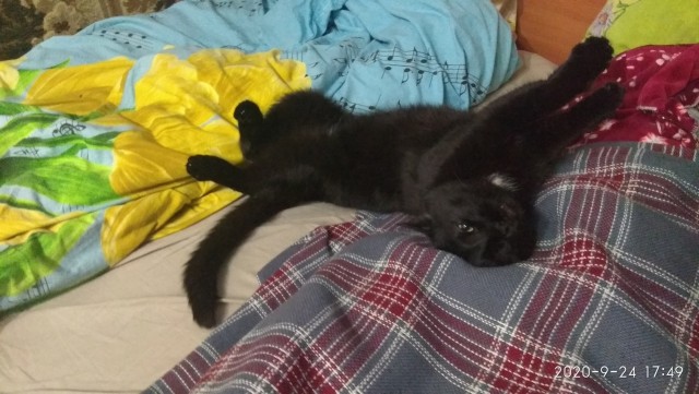 Котовторник 17.11.20