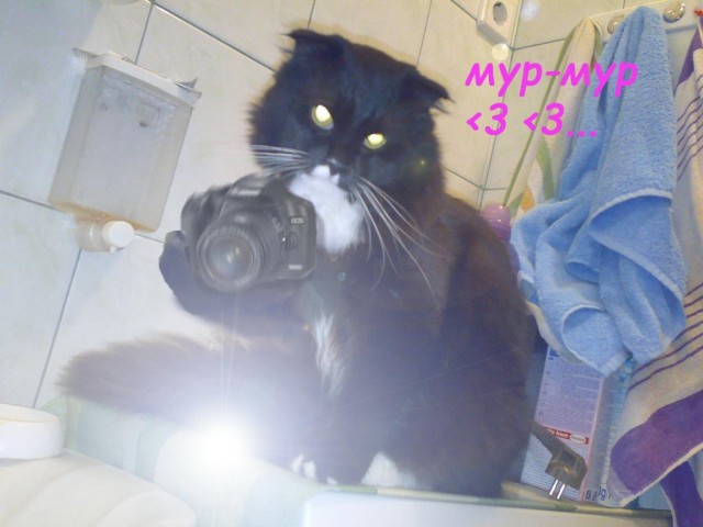 Фотожаба: Ноги котэ