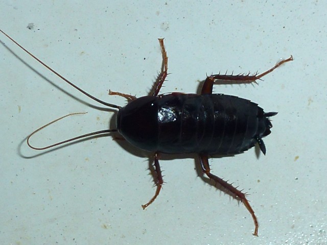 Я устал от Blattella germanica