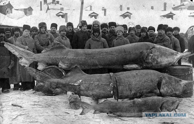 Просто икра белуги из Астрахани