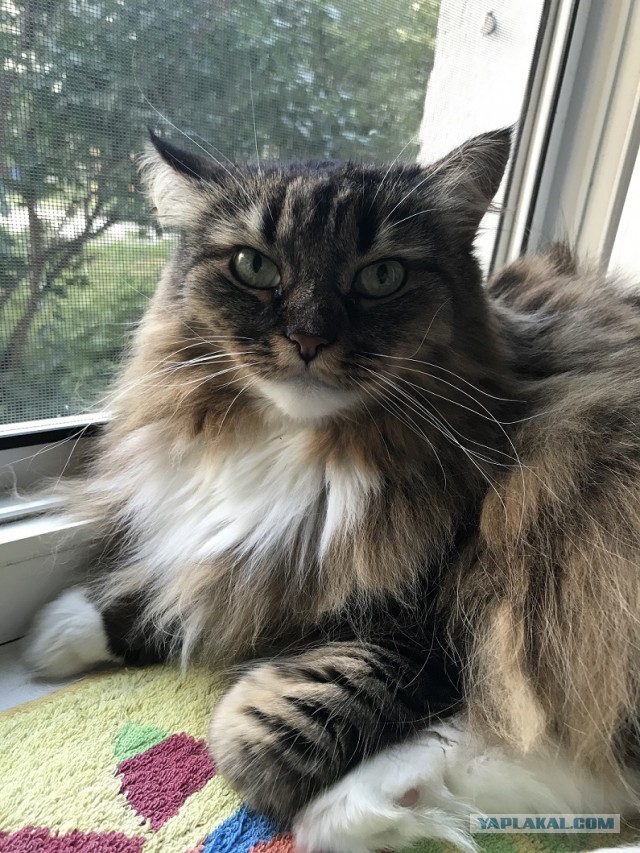 Котовторнику быть!