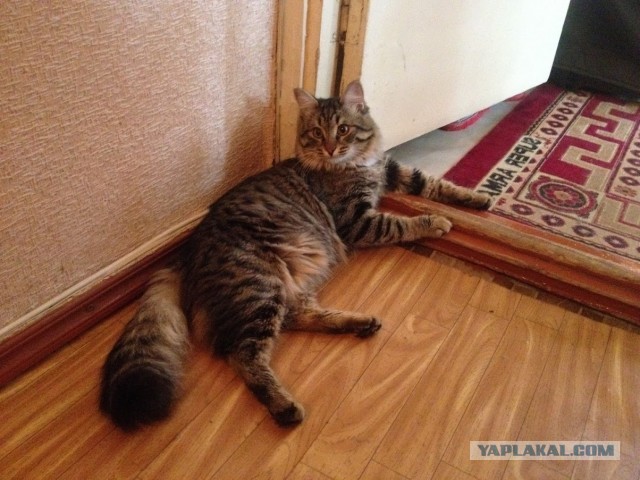 Даешь котовторник!