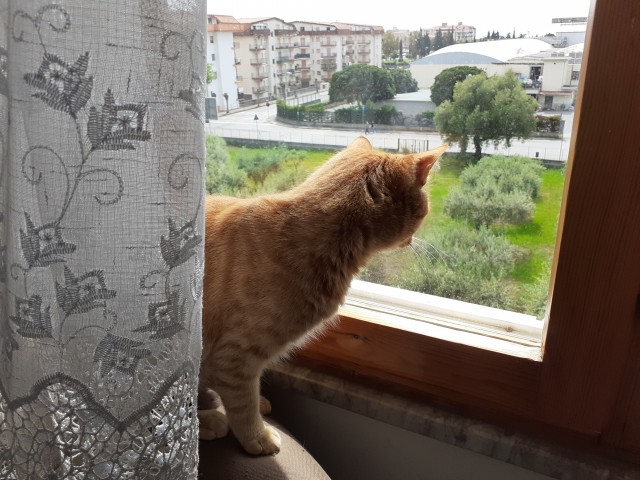Вторник. Кото-вторник...