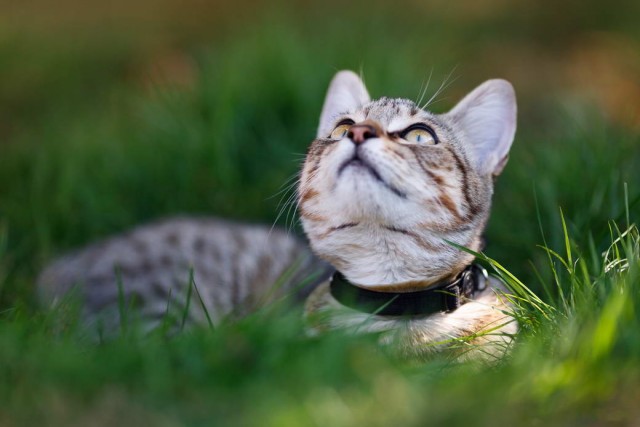 Разные котики