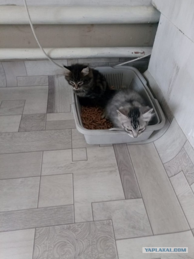 В котовторник у меня кот породы собутыльник