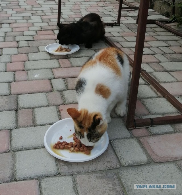 Котовторник