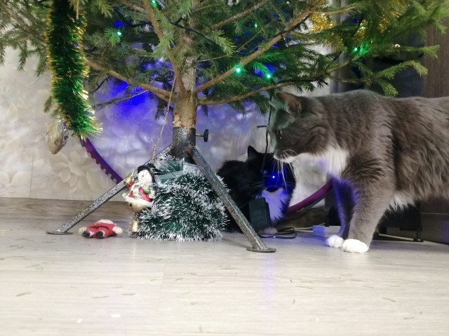 Первый котовторник 2022