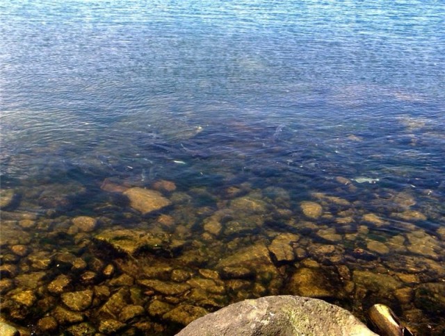 Рыба падальщик, спасшая Чёрное море