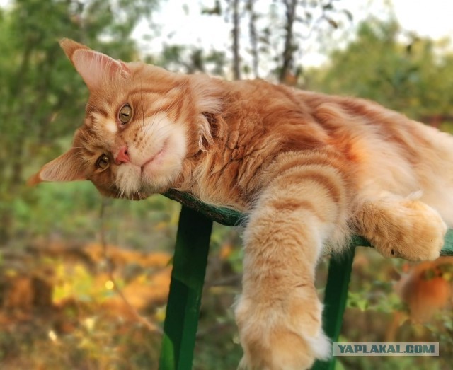 Котовторник! Пара фоток суровых котов.