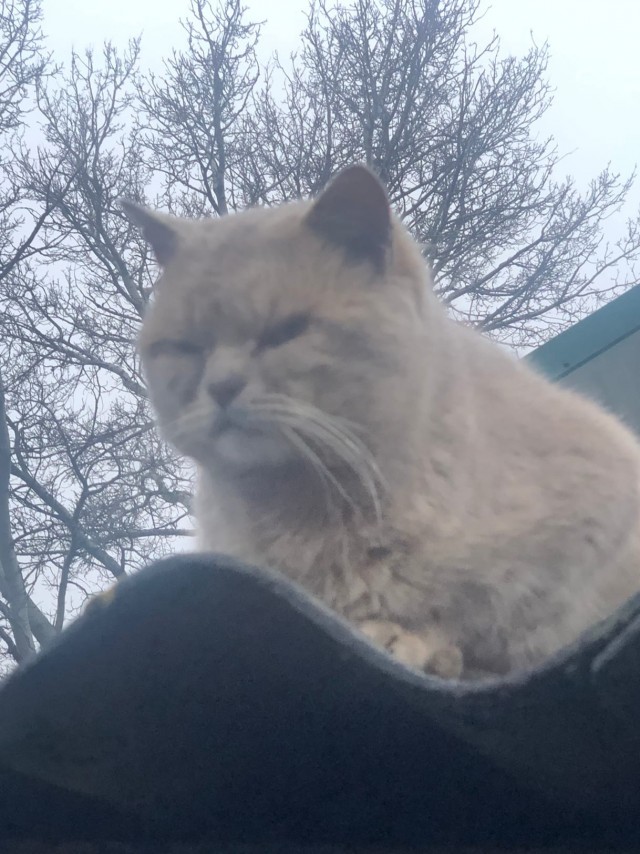 Деревенские, милые, шерстяные