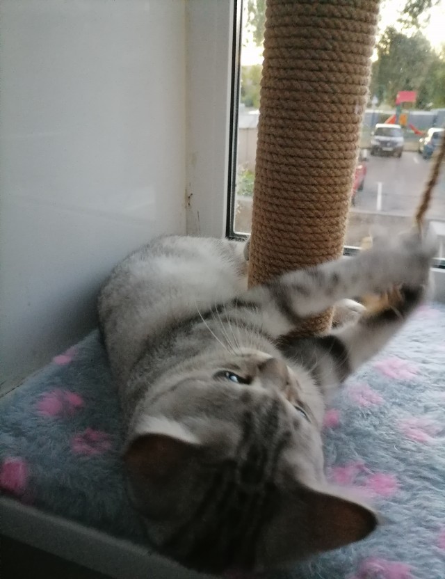 На котовторник