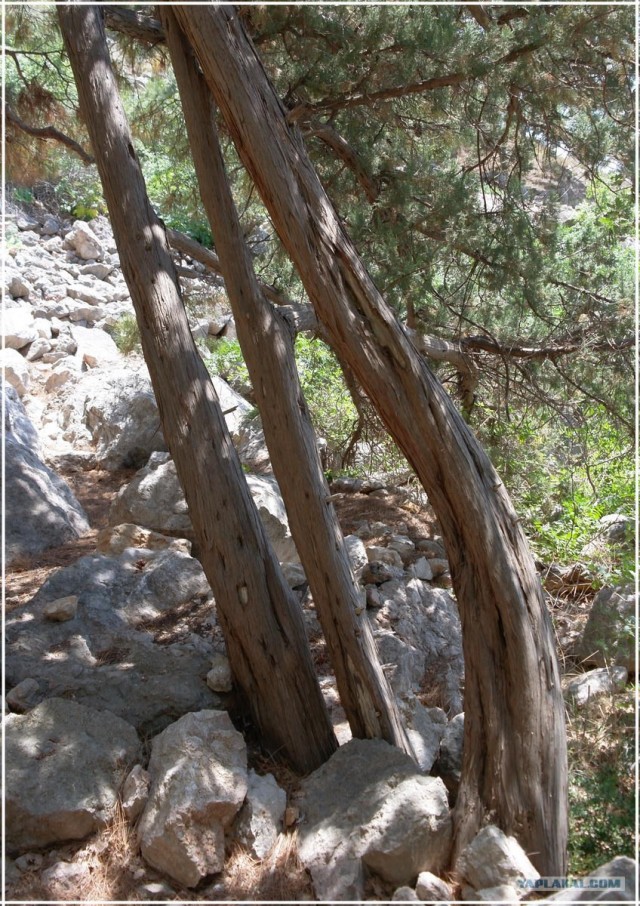 Крым. Мыс Ая. Деревья моря.