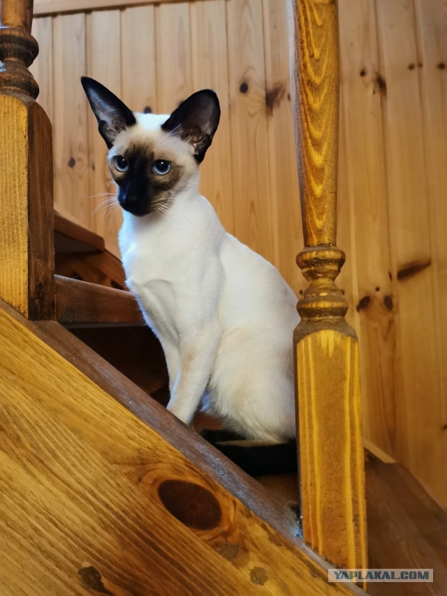 Котёнок по имени Гав