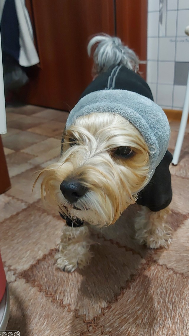 Мой собакочетверг