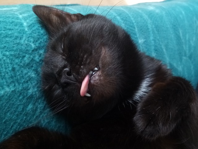Про котейку