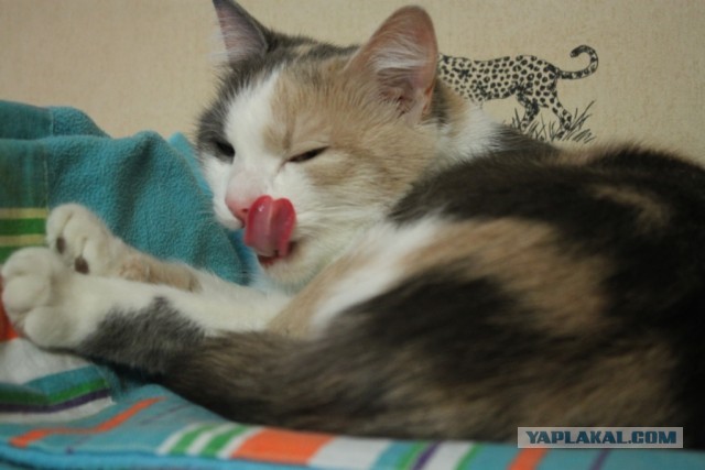 Котовторник  19.03.2013
