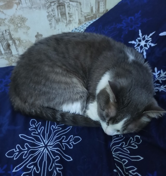 С годом кота граждане Яповцы