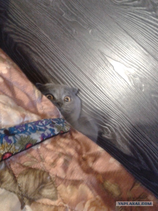 Котовторник 26.03.2013