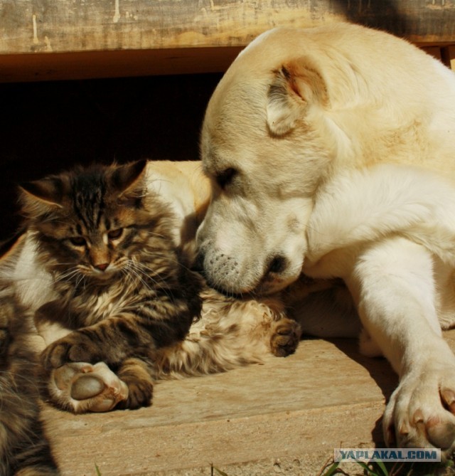 Котовторник 09.04.2013