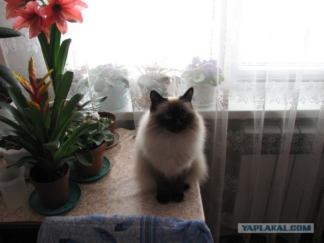 Котовторник 16.04.2013