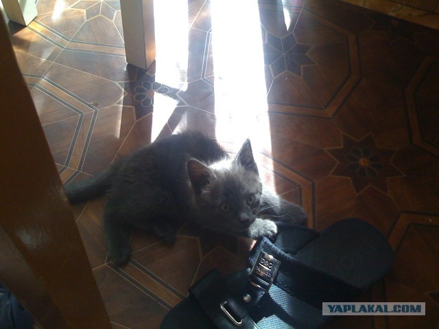 Котовторник 16.04.2013