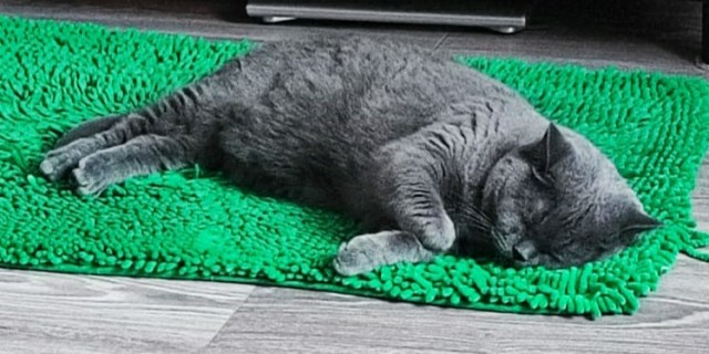 К - Котовторник ☺ Пополнение