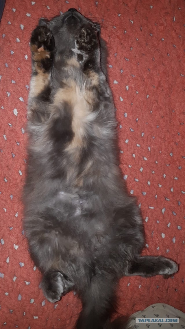 Позы для сна у кошек - что они означают?