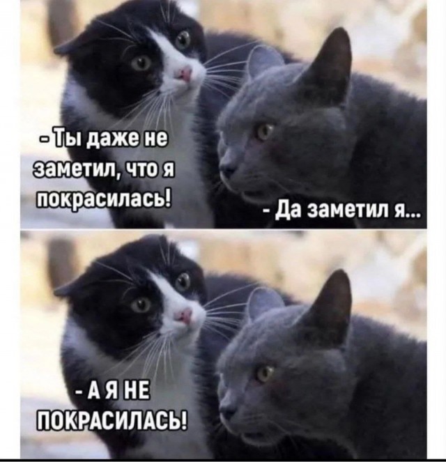 Весёлый полтишок 22.10.23