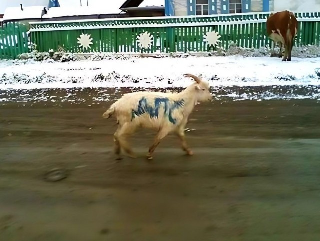 Я назад не сдаю