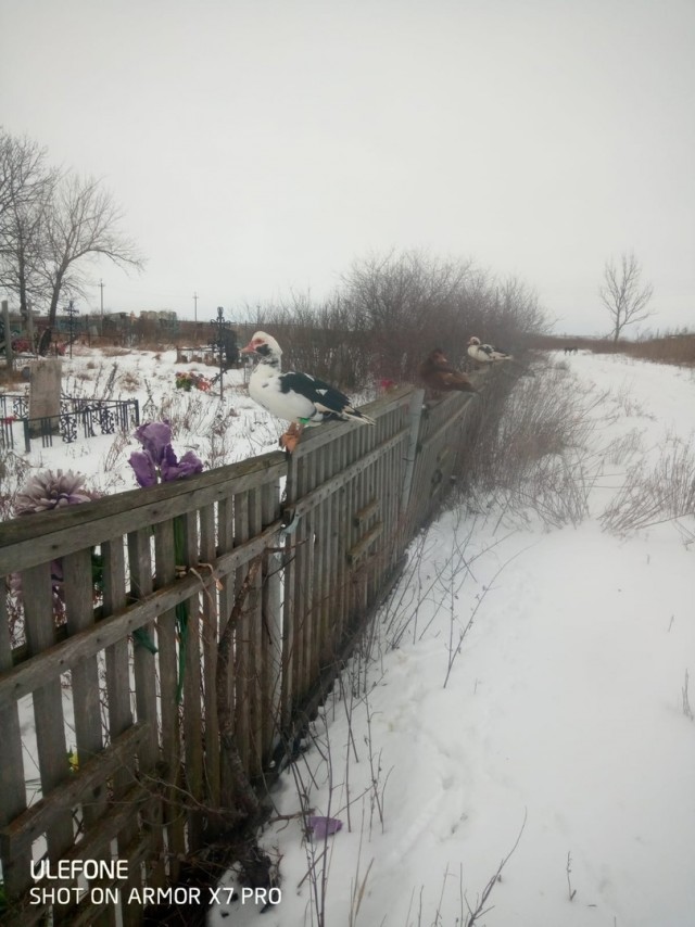 Веселая ферма: Эми прижилась!