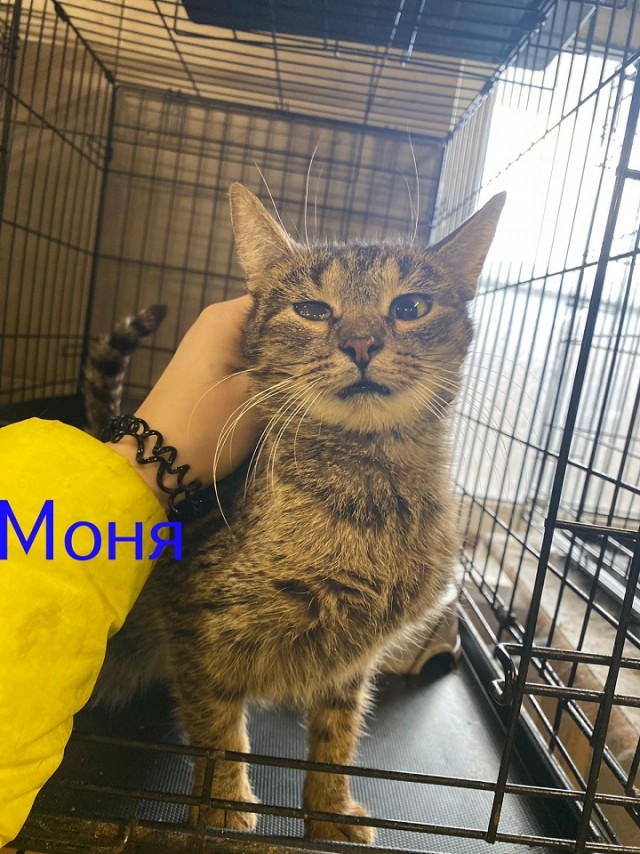 Жизнь домашнего приюта "Котоленд" 426