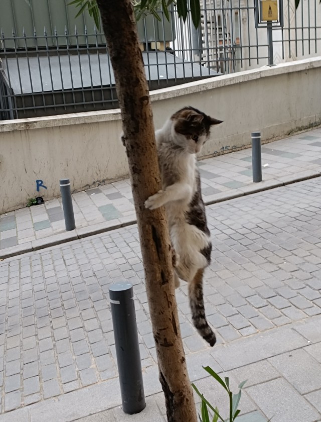 Стамбульские котики