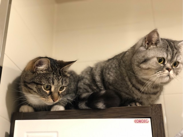 Котовторник