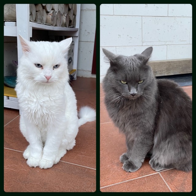 Котовторник